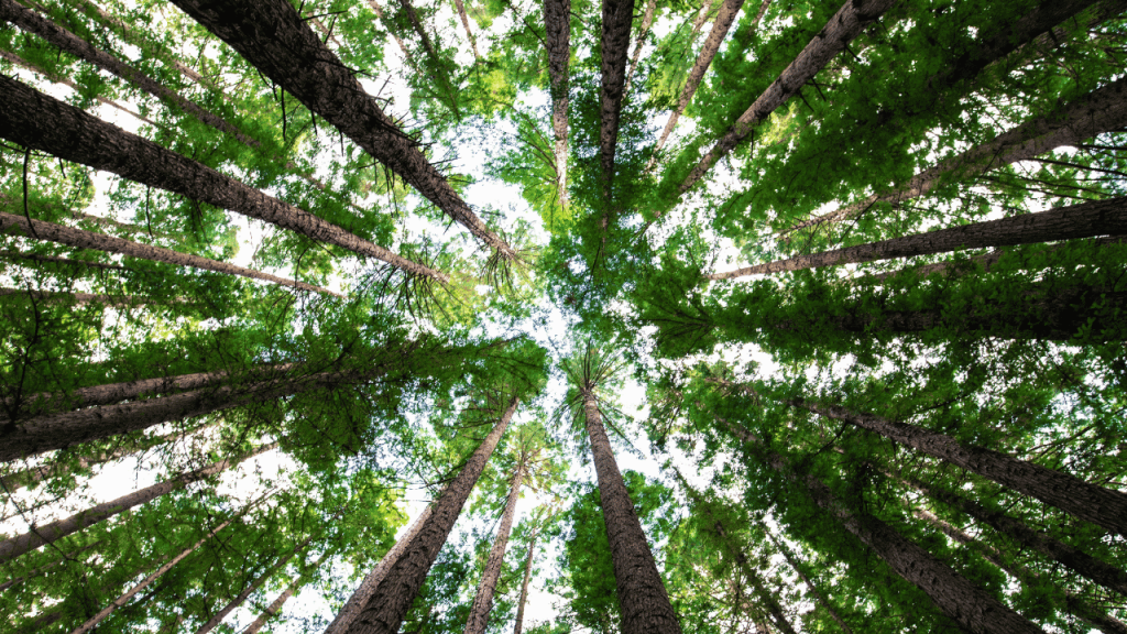 Environmental Impact